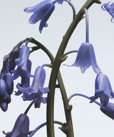 Jo Malone London Wild Bluebell Body & Hand Lotion 250ml - Image 4