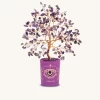 Compassionate Vibration Amethyst February