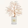 Amplified Dreams Crystal Quartz April
