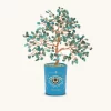 Soulful Existence Turquoise December